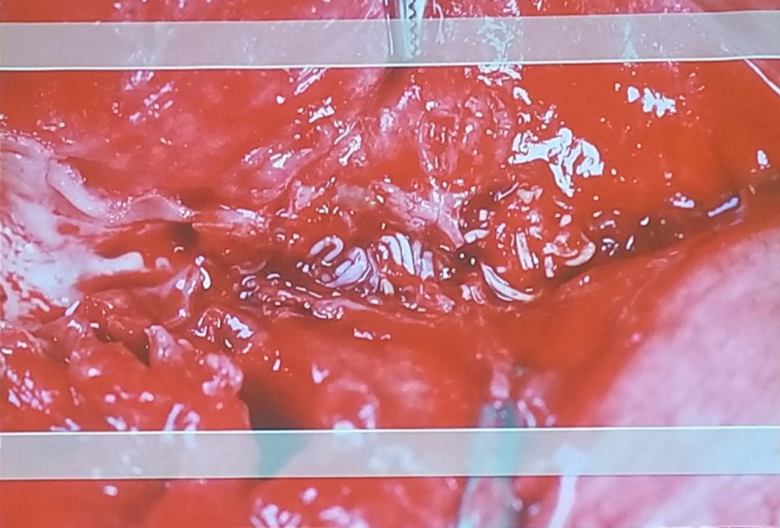 Does Your Dog Have GERD? — ID MyHorse