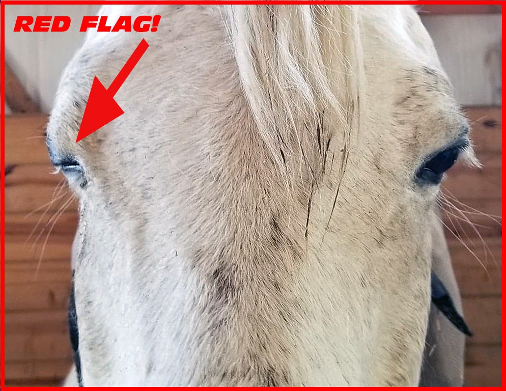 Equine ImmuneMediated Keratitis (IMMK) ID MyHorse Emergency