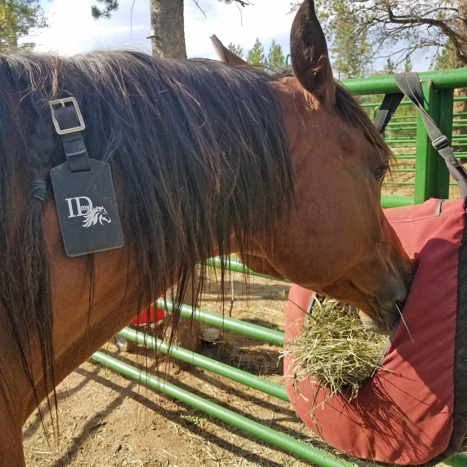 Horse id outlet tags