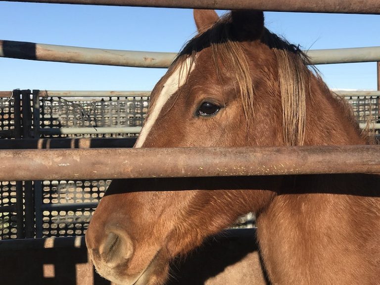 The Kill Buyers Scam... Preying on Our Emotions (Part 3 in a Series