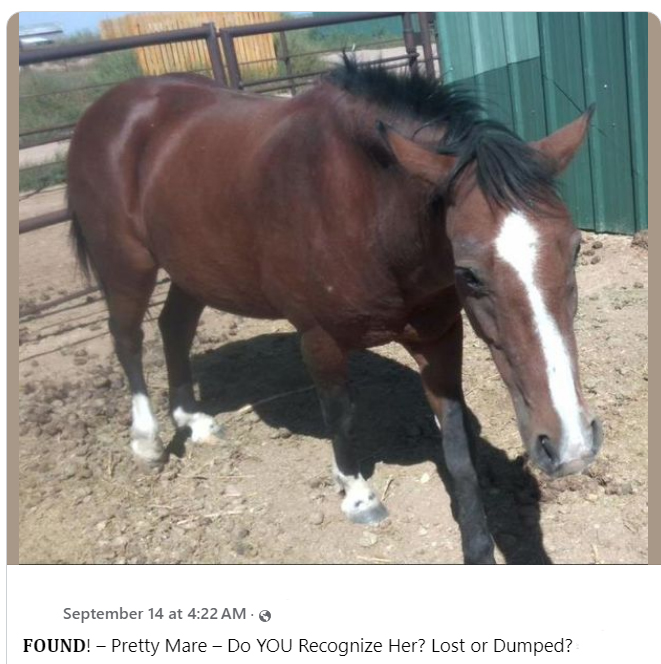Missing horse
