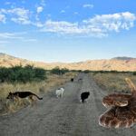 Snake2a_F