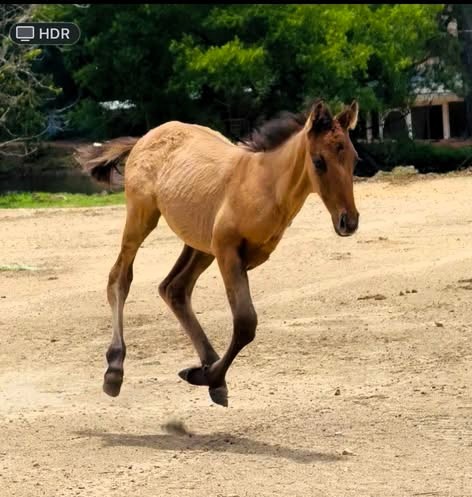 Rocky
Horse Community
