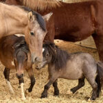 The Hostile Hypercritical Horse Community Rocky and Friends